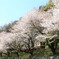 桜道