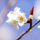 3月の桜