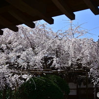 浦和 玉蔵院 の しだれ桜 01