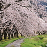 桜の小径