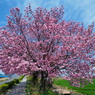 八重咲桜
