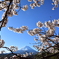 富士+桜