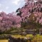 御仏のお花見【宝泉寺】