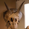 トリケラトプスの頭骨