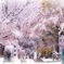 川越喜多院　満開の桜と雪