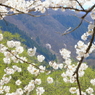 遠くに見える山桜