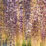 Jewel-like wisteria