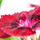 Dianthus