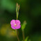 庭の野花