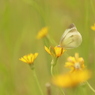 花から花へ  ～写真掌編～