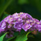 庭の姫紫陽花