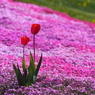 チューリップと芝桜