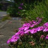 写真歌：道端の花・松葉菊