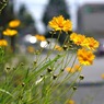 写真歌：道端の花：手を振る花