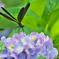 紫陽花と羽黒蜻蛉 ①