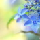 ブルーの紫陽花