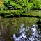 深緑の金剛輪寺明寿院北庭