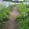 写真エッセイ： 散歩道の草花