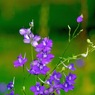 写真エッセイ：梅雨の晴れ間の花２