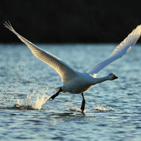 水辺の鳥撮りⅡ