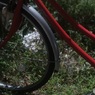 オールドレンズで　白い百日紅と赤い自転車