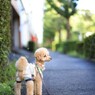 雨上がりの朝。