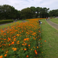 キバナコスモス　ひたちなか海浜公園