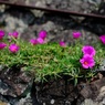 石垣の花　マツバボタン