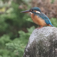 長久保公園