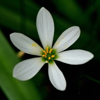 白い小さな花