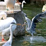 獲ったドゥ！　(※野生のアオサギで、動物園では飼育してません。）