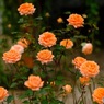 オレンジ色の薔薇　2