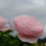 薄いピンクの薔薇