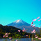 秋桜と富士山