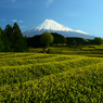 茶畑と富士山_02