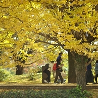 autumn for tokyoites 2020