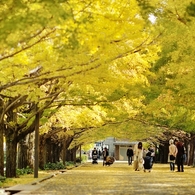 autumn for tokyoites 2020