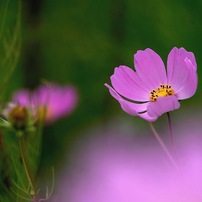 写真歌：秋桜（コスモス）２