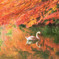 『白鳥と紅葉』