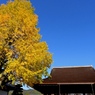 イチョウとお寺と青空