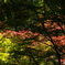 晴れた日の秋の紅葉