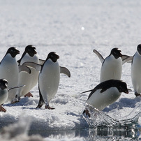 南極のペンギン！