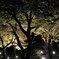 京都府立植物園　紅葉　ライトアップ