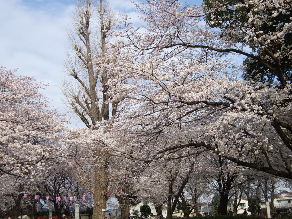 桜満開