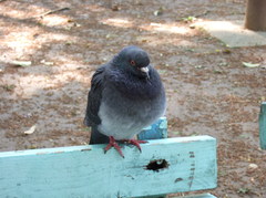 ベンチに鳩 (正面)