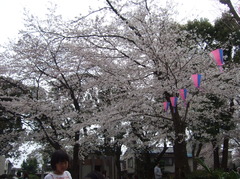 DSCF4265