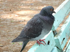 ベンチに鳩