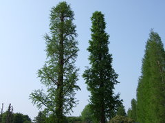 2本の木