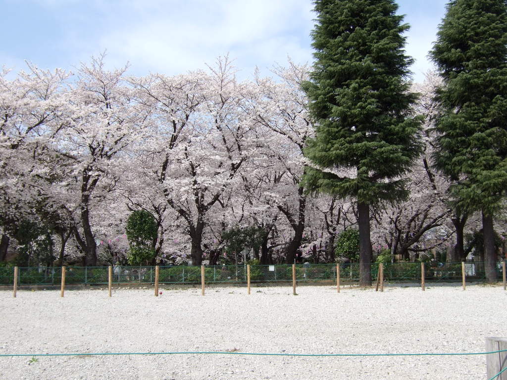 調公園の桜