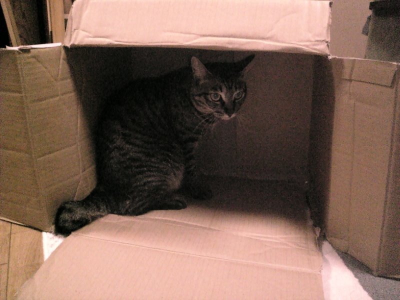 猫 in 箱